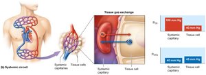 Tissue gas exchange