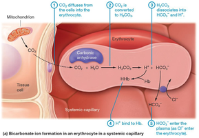 Bicarbonate ion formation in erythrocyte
