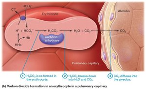CO2 transport in pulmonary capillary