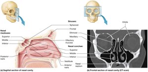 Nasal cavity sagittal and frontal section
