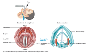 Larynx and vocal ligaments