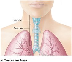 Trachea and lungs