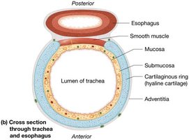 Cross section through trachea and esophagus