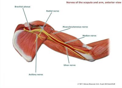 Nerves of the scapula and arm, anterior view