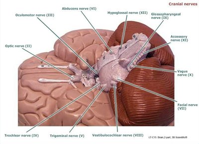 Cranial nerves, labeled on the brain