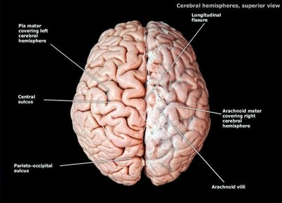 Cerebral hemispheres, superior view, showing sulci and gyri