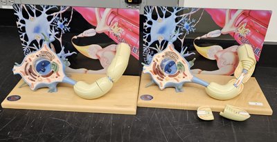 Model of a myelinated neuron with Schwann cells