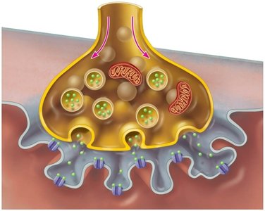 Diagram of the neuromuscular junction showing synaptic vesicles and ACh release
