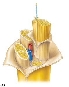 Cross-section of a peripheral nerve showing connective tissue layers and fascicles