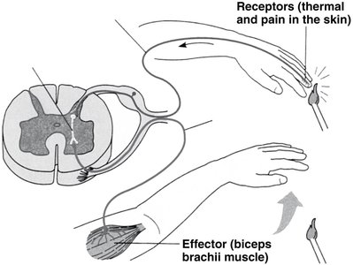 Diagram of a reflex arc showing sensory and motor pathways