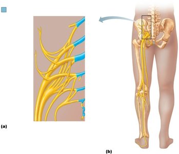 Sacral plexus and its branches to the lower limb
