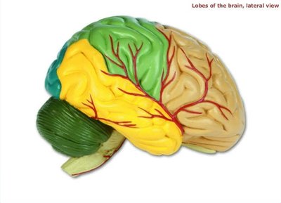 Lateral view of the brain showing lobes