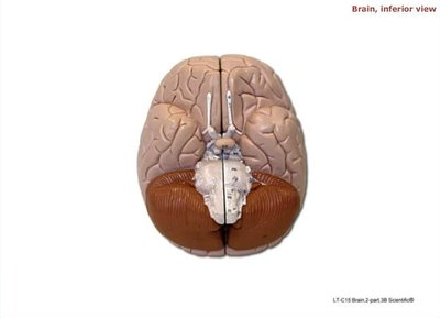 Brain, inferior view