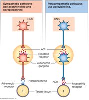 Sympathetic and parasympathetic neurotransmitter pathways