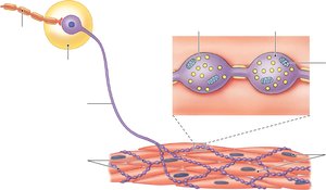 Autonomic varicosities releasing neurotransmitter