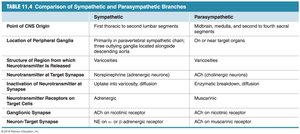 Comparison of sympathetic and parasympathetic branches
