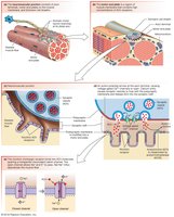 Nicotinic receptors at the neuromuscular junction