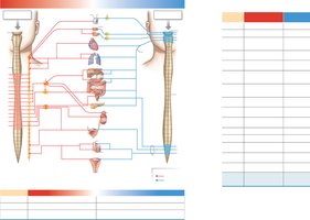 Autonomic nervous system anatomy and pathways
