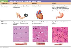 Comparison of skeletal, cardiac, and smooth muscle