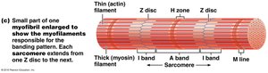 Myofibril showing sarcomere structure