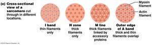 Cross-sectional view of sarcomere