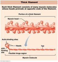 Thick filament structure
