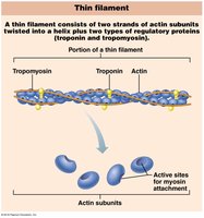 Thin filament structure