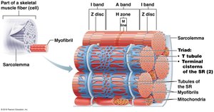 Triad structure in muscle fiber