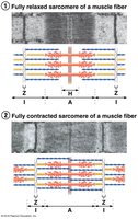 Relaxed and contracted sarcomere