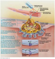 Neuromuscular junction structure