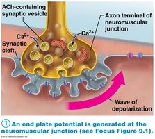 Depolarization and propagation of action potential