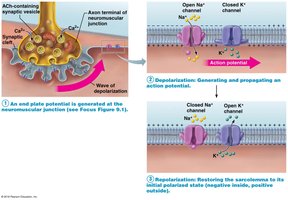 Phases of action potential