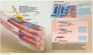 E-C coupling and Ca2+ release