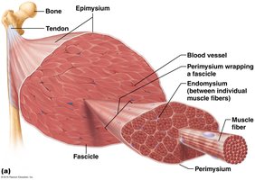 Skeletal muscle structure showing connective tissue sheaths