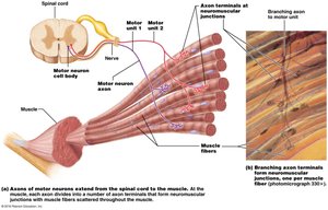 Motor unit structure