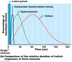 Comparison of twitch durations