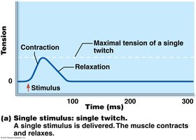 Single twitch response