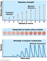 Recruitment of motor units
