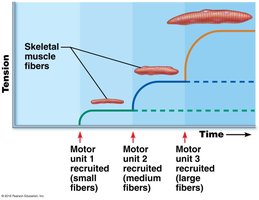 Size principle of recruitment
