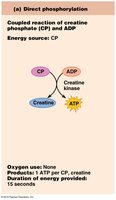Direct phosphorylation pathway