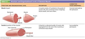 Structure and organizational levels of skeletal muscle