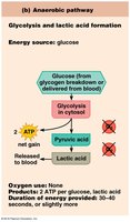 Anaerobic pathway