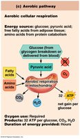 Aerobic pathway
