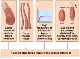 Factors affecting contractile force