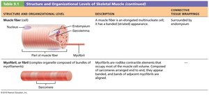 Structure and organizational levels of skeletal muscle (continued)