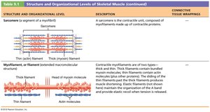 Structure and organizational levels of skeletal muscle (continued)
