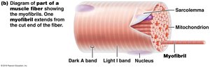 Diagram of muscle fiber showing myofibrils