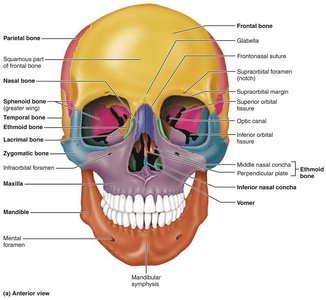 Anterior view of the skull with frontal bone and markings