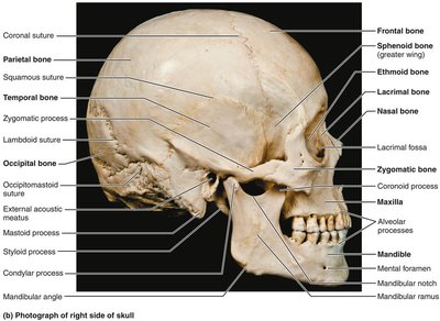 Photograph of right side of skull with facial bones