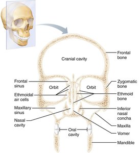 Lateral view of the skull with labeled cranial and facial bones